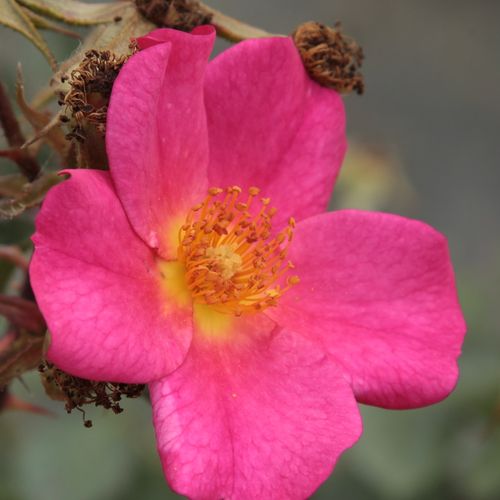 Online rózsa kertészet - virágágyi polianta rózsa - rózsaszín - Rosa Barbie™ - diszkrét illatú rózsa - PhenoGeno Roses - Dekoratív, egyszerű virágú fajta, mely kitűnően alkalmas szegélyágyások határolására.